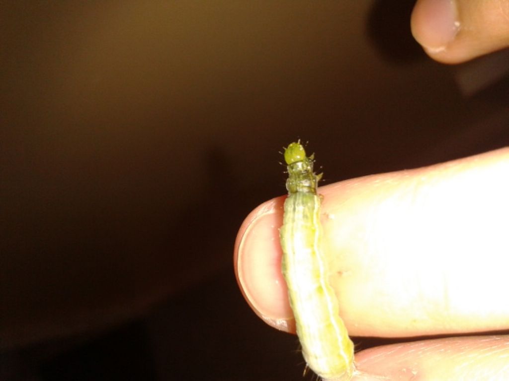 Aiuto urgente con bruco malato